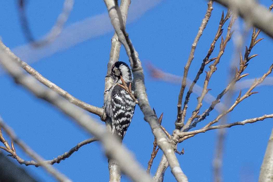 Lesser Spotted Woodpecker
